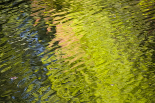 Tennessee;Allardt;Colditz Cove;Textures;Shapes;Patterns;Abstractions;Abstract;Reflections;Reflection